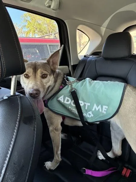 An adult medium-sized female Shepherd dog named Aspen for adoption in San Diego, CA