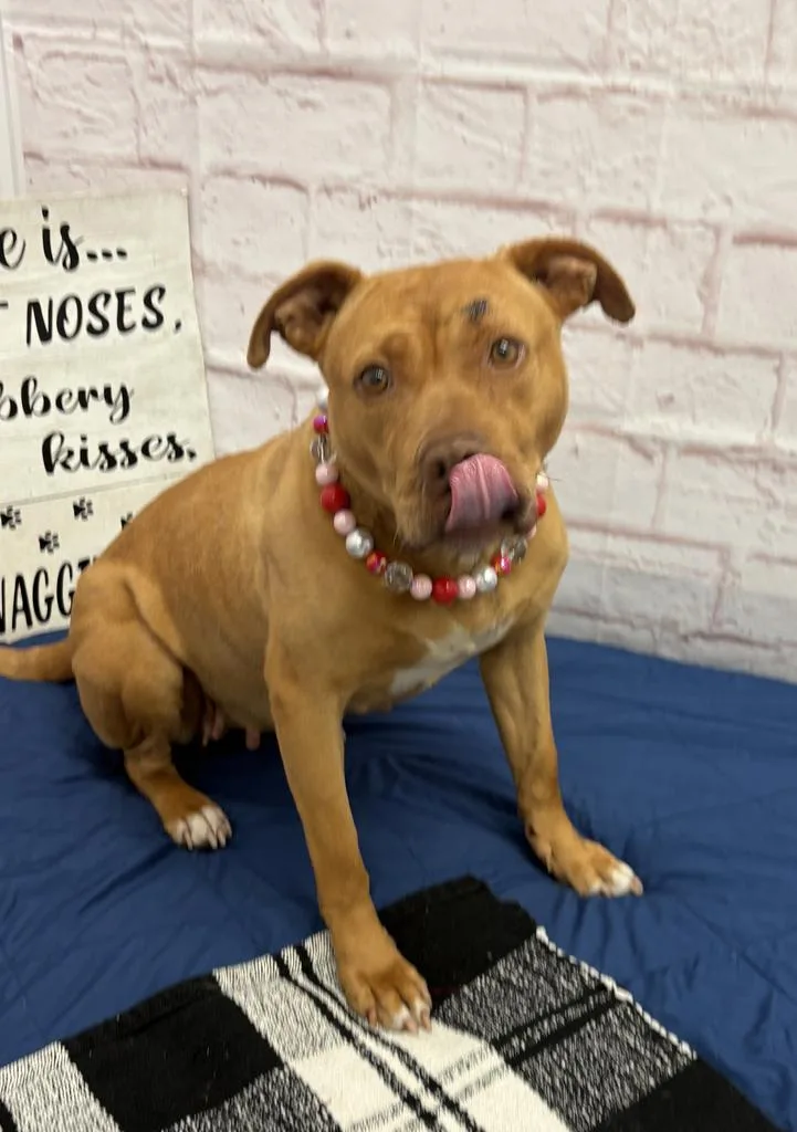 An adult medium-sized female Mixed Breed dog named Iris for adoption in Detroit, MI