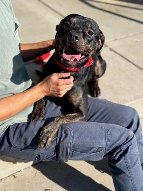 A young medium-sized male Black Pit Bull Terrier dog named Bear for adoption in Benton Harbor, MI