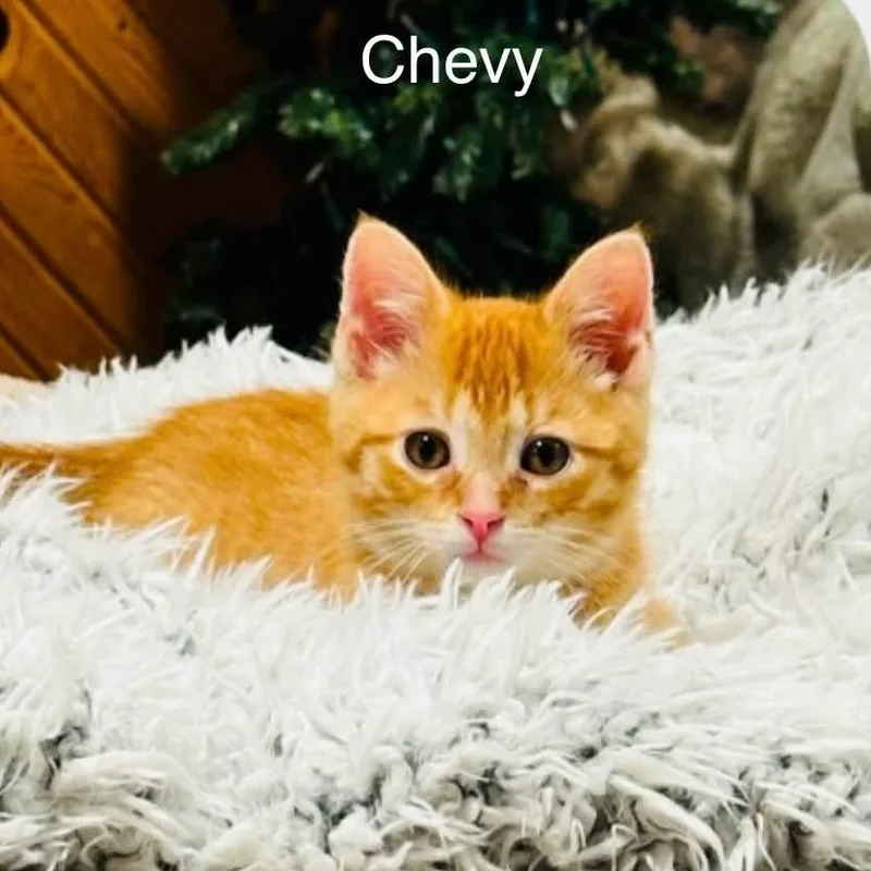 Chevy thumbnail 2
