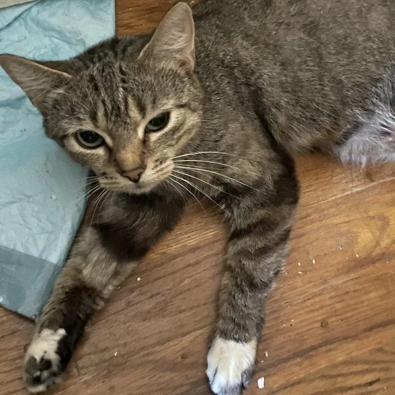 A young small-sized female Brown / Chocolate Domestic Short Hair cat named Kanga for adoption in Bel Air, MD
