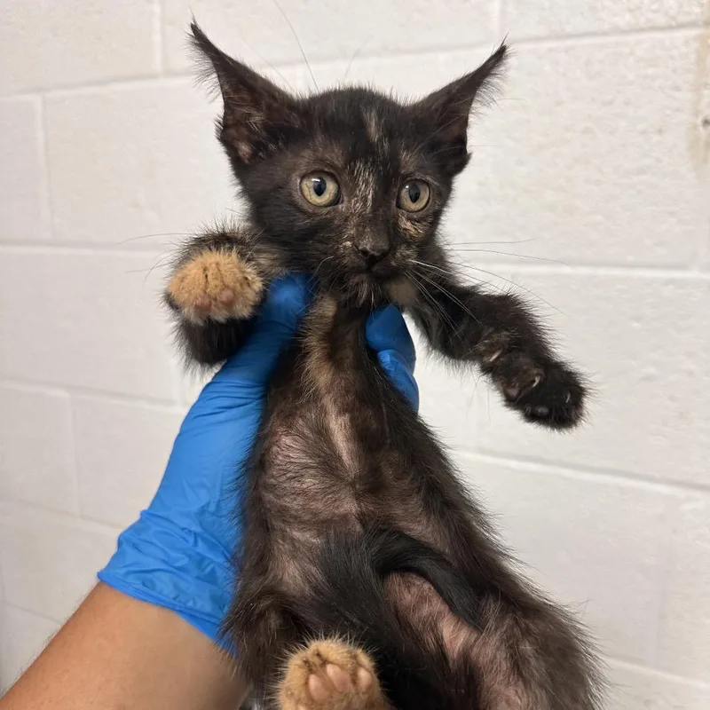 A baby small-sized female Black Domestic Short Hair cat named Ember for adoption in Edinburg, TX