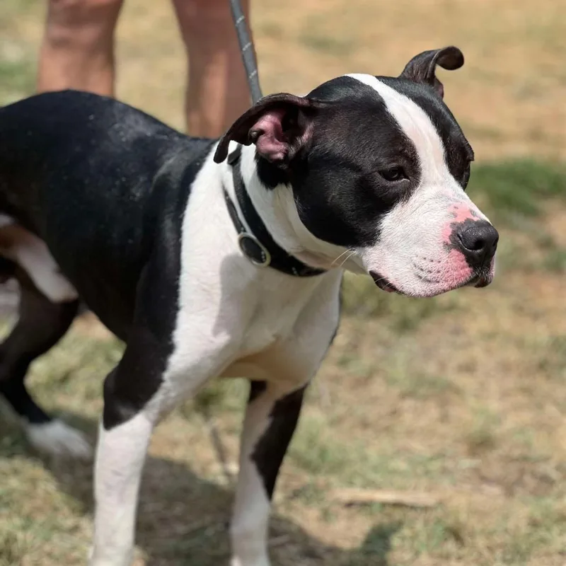 Einstein thumbnail 2