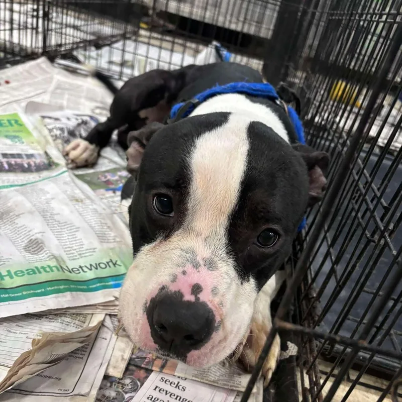 Einstein thumbnail 4