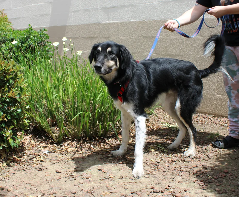 An adult large-sized male Tricolor (Brown, Black, & White) Anatolian Shepherd dog named Hudson for adoption in Yuba City, CA