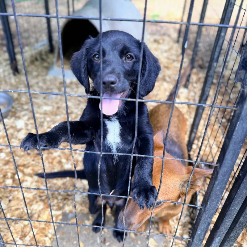 A baby small-sized male Dachshund dog named Bandit for adoption in Fosters, AL