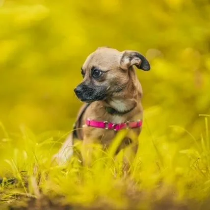 A baby small-sized female Golden Chihuahua dog named Snooki for adoption in Sweetwater, TN