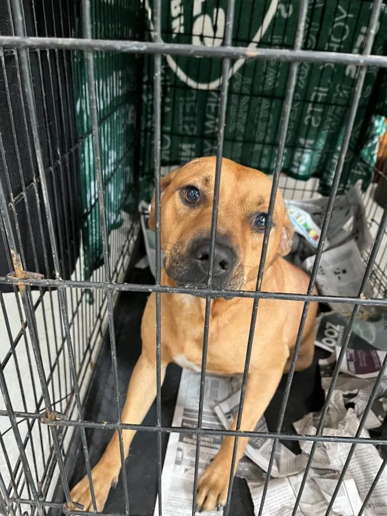 A young large-sized male Mixed Breed dog named Georgie for adoption in Lawrenceburg, TN