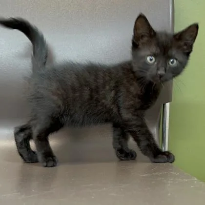 A baby small-sized male Domestic Short Hair cat named Lettus for adoption in Janesville, WI
