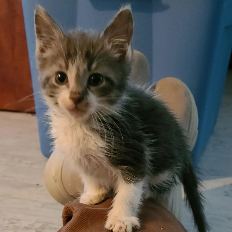 A baby small-sized male White Domestic Short Hair cat named Blynken for adoption in Muncie, IN