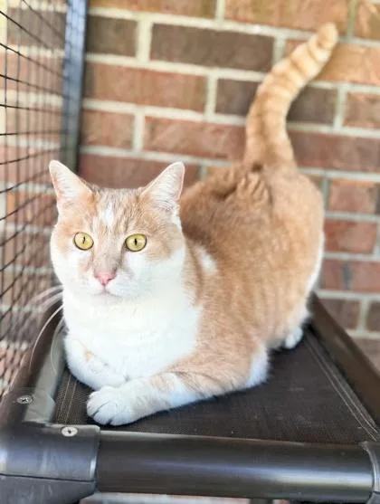 Chester Chito  Loves thumbnail 2