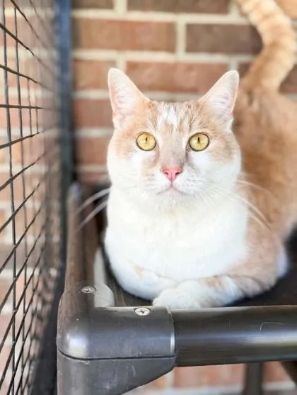 Chester Chito  Loves thumbnail 3