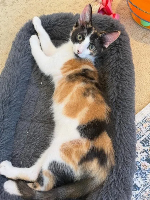 A baby small-sized female Domestic Short Hair cat named Nisii for adoption in Bonsall, CA