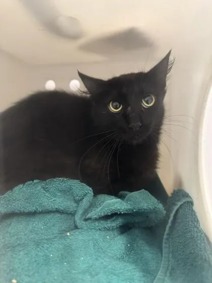 An adult small-sized female Domestic Short Hair cat named Michelle Visage for adoption in Roseville, CA