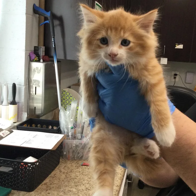 A baby small-sized male Domestic Long Hair cat named Pumpkin for adoption in Marshall, VA