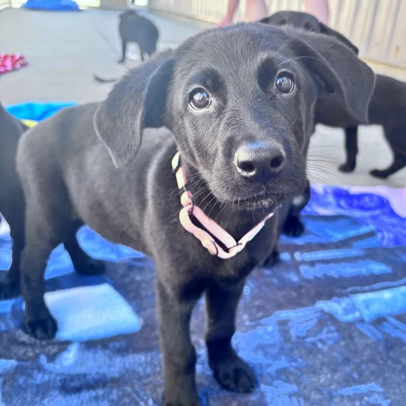 A baby small-sized female Black Mixed Breed dog named Salmon collar female for adoption in Bismarck, ND