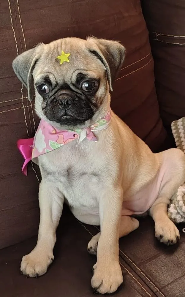 A baby small-sized female Apricot / Beige Pug dog named Pucca for adoption in Escondido, CA