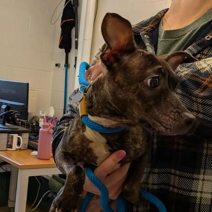 A young medium-sized female Mixed Breed dog named Guppy for adoption in Fairport, NY