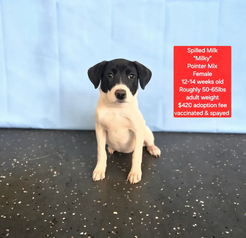 Spilled Milk "milky"