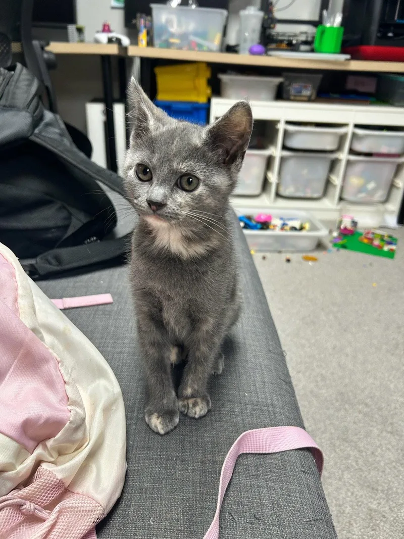 A baby medium-sized female Domestic Short Hair cat named Hera for adoption in Sicklerville , NJ