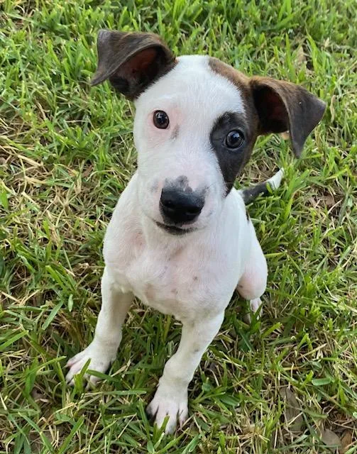A baby medium-sized male White / Cream Pit Bull Terrier dog named Cairo for adoption in Cypress, TX