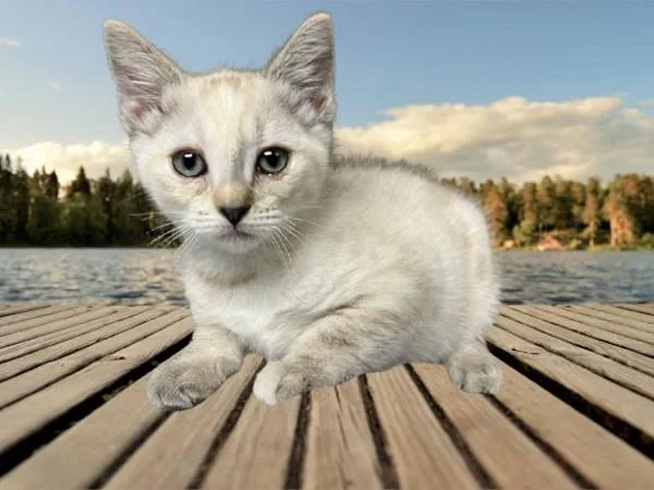 A baby small-sized female Domestic Short Hair cat named Malva for adoption in Hollister, CA