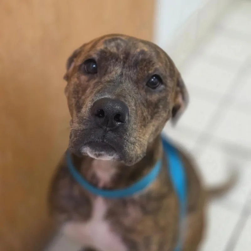 An adult medium-sized female Brindle Mixed Breed dog named Lunablue for adoption in Charleston, WV
