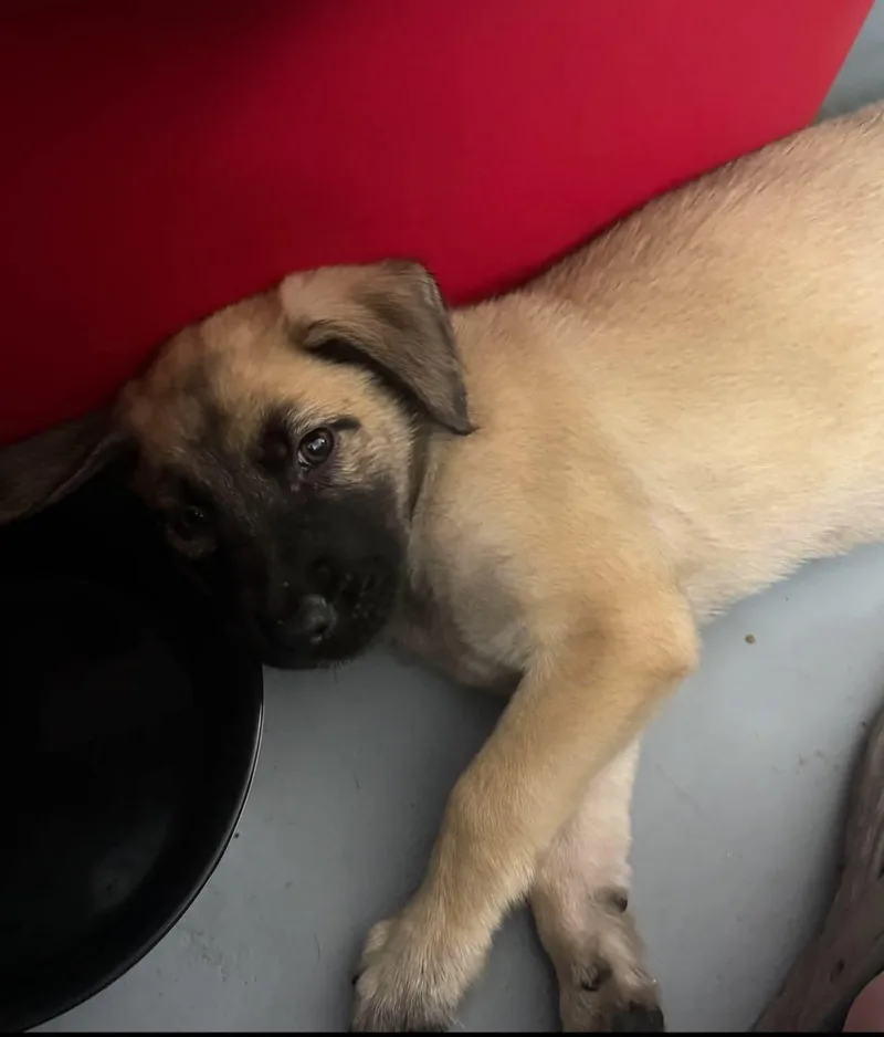 A baby medium-sized male German Shepherd Dog dog named Maxwell for adoption in Melbourne , FL