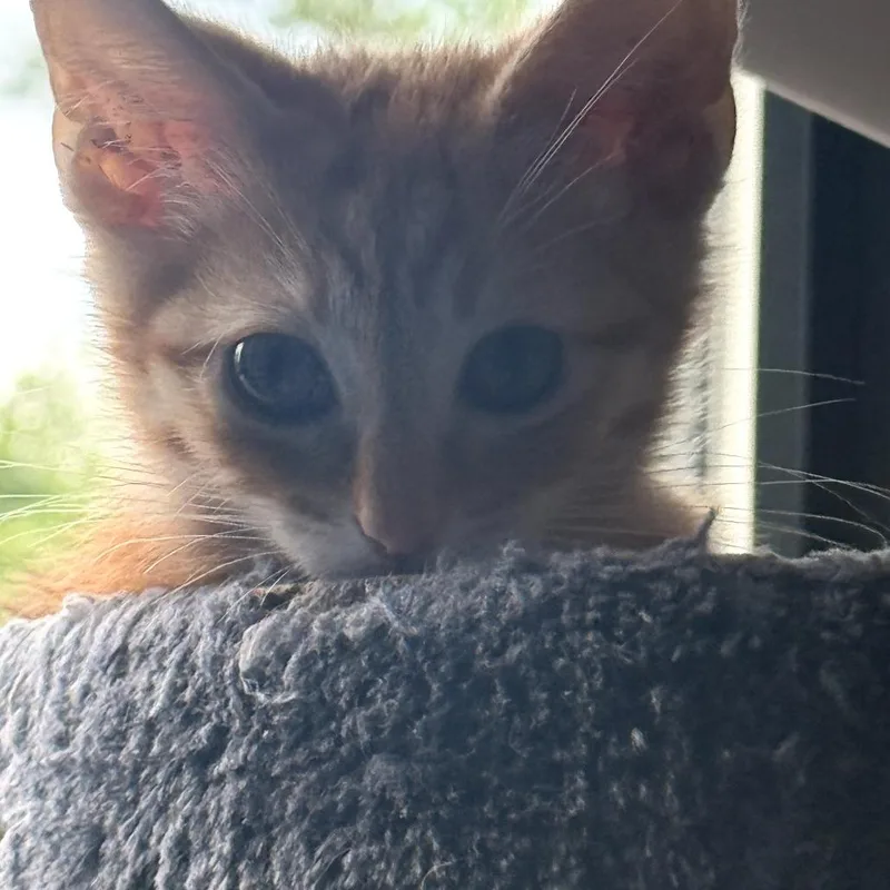 A baby small-sized male Orange / Red Domestic Short Hair cat named Stewart for adoption in Durham, NC