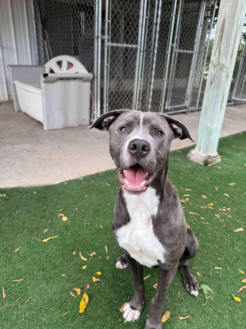 A young medium-sized male American Staffordshire Terrier dog named Duke for adoption in Durand, WI