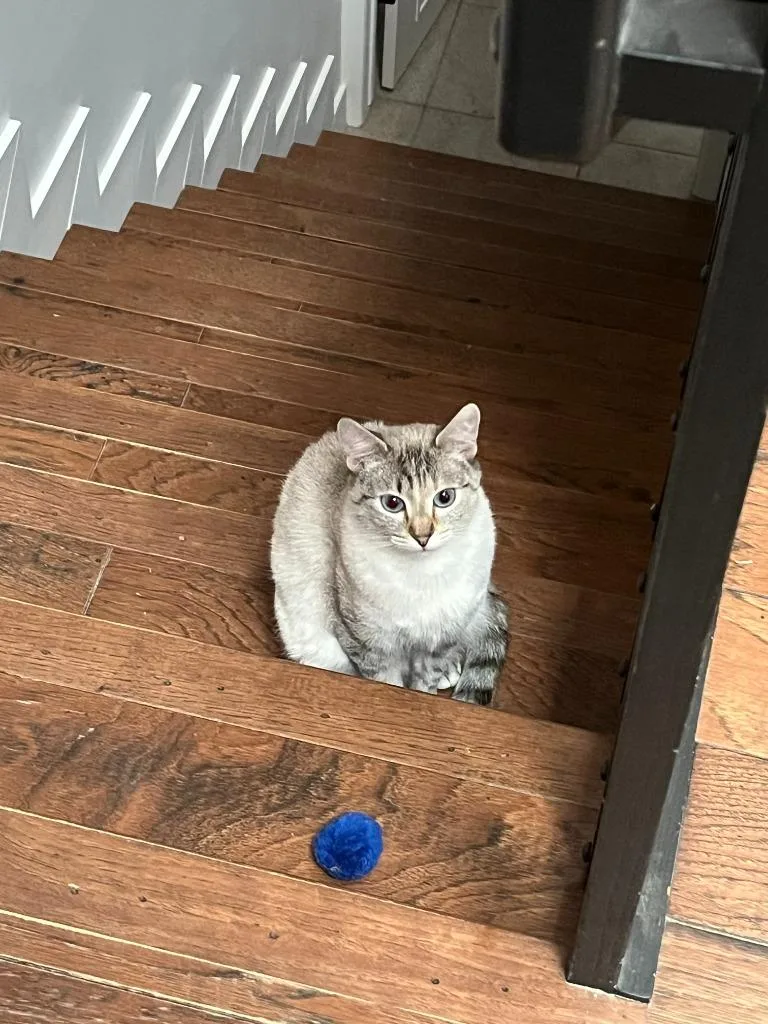 An adult medium-sized female Domestic Short Hair cat named Betsy Ann for adoption in Salt Lake City, UT