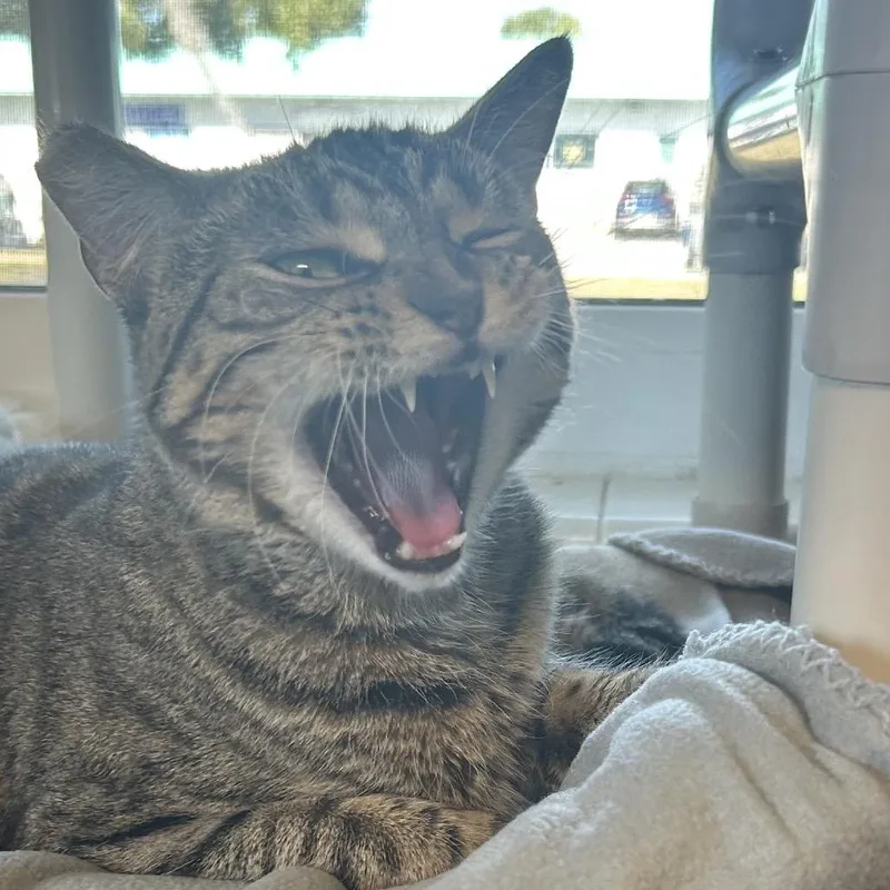 Elizabeth Taylor thumbnail 2