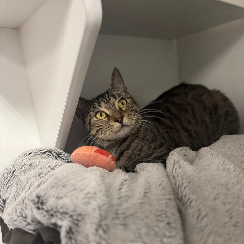 Elizabeth Taylor thumbnail 3