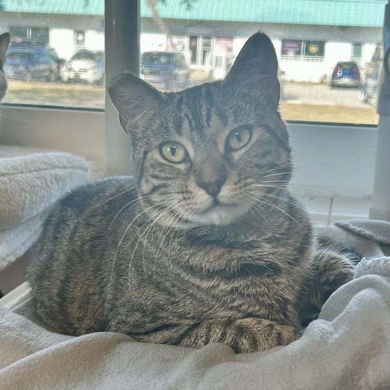 Elizabeth Taylor thumbnail 4