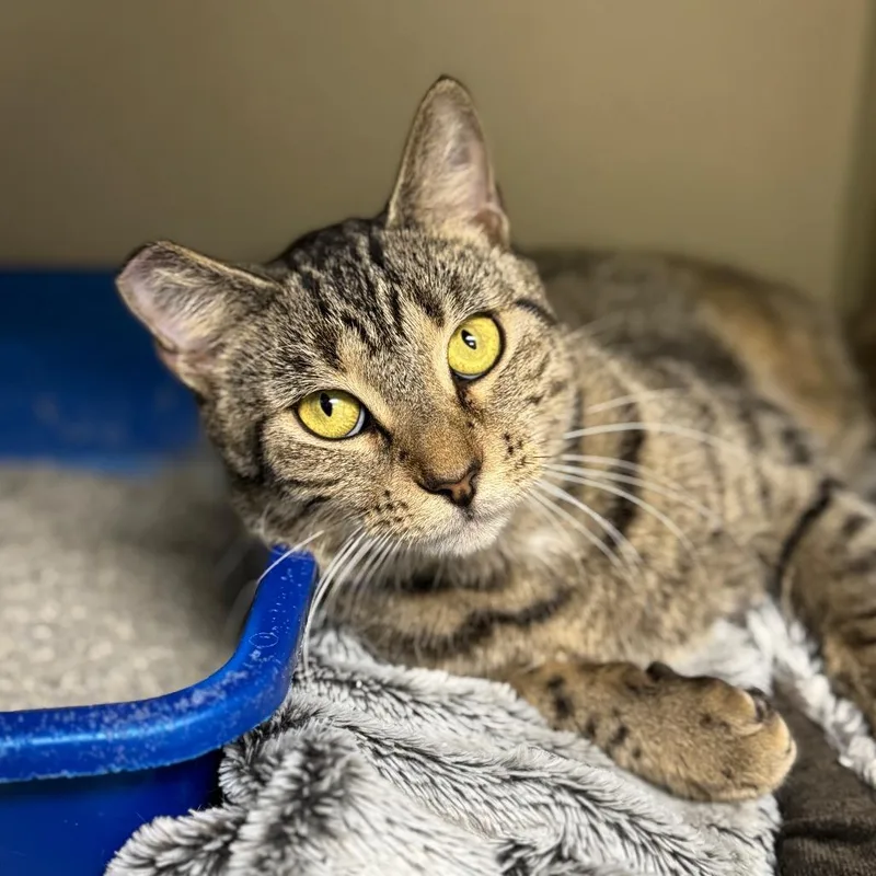 Elizabeth Taylor thumbnail 5