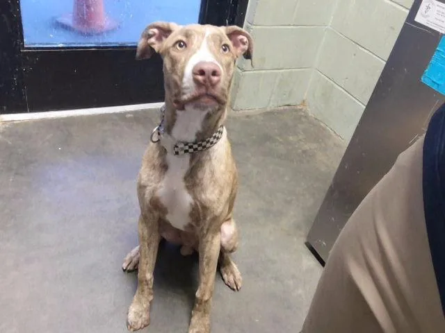 A young large-sized male Pointer dog named Graziano for adoption in Tulsa, OK