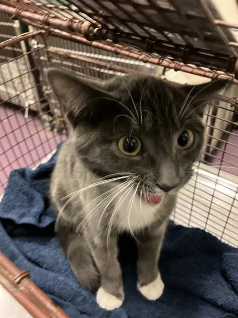 A young medium-sized male Domestic Short Hair cat named Yoshi for adoption in Long Beach, CA