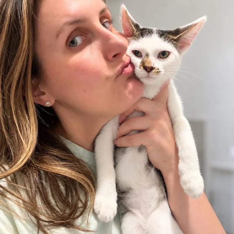 A baby medium-sized male White Domestic Short Hair cat named Thor for adoption in Houston, TX