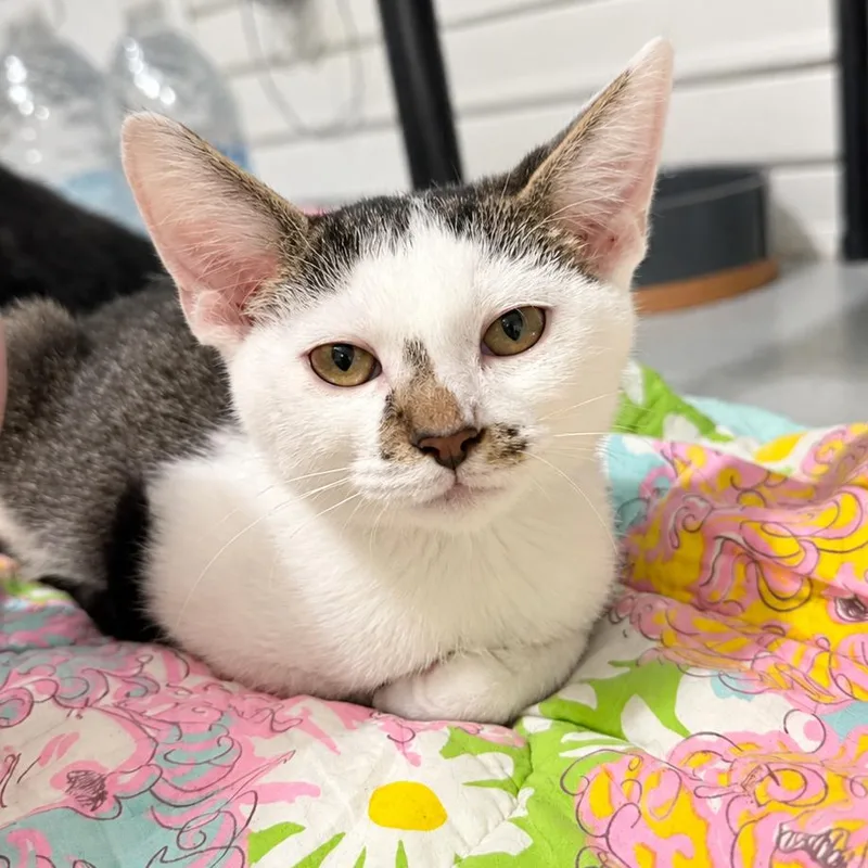Thor thumbnail 2