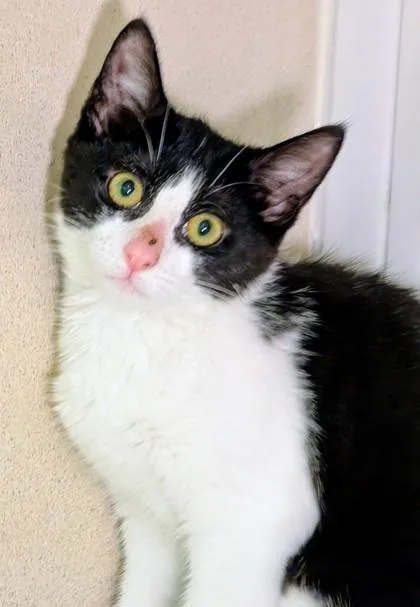 A baby small-sized female Domestic Short Hair cat named Eleven for adoption in Bellevue, WA