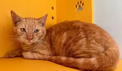 A young small-sized male Domestic Short Hair cat named Ronald for adoption in Honolulu, HI