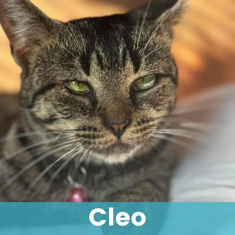 A baby medium-sized female Domestic Short Hair cat named Cleo for adoption in Rochester , NY