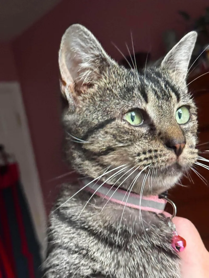Cleo thumbnail 5