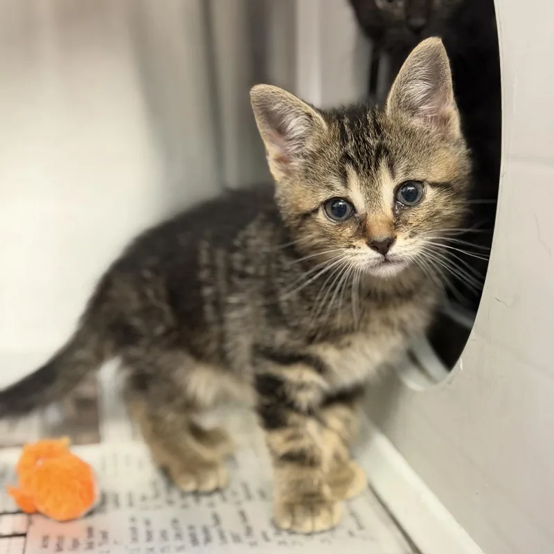 A baby small-sized male Brown / Chocolate Domestic Short Hair cat named Nick for adoption in Houston, TX