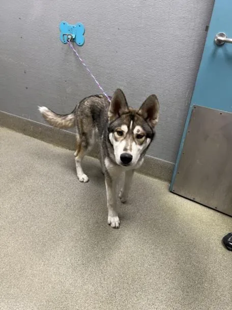 A young large-sized male Siberian Husky dog named Cheeto Paws for adoption in Las Vegas, NV