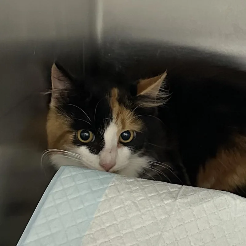 A young small-sized female Domestic Short Hair cat named Meatball for adoption in Corbin, KY