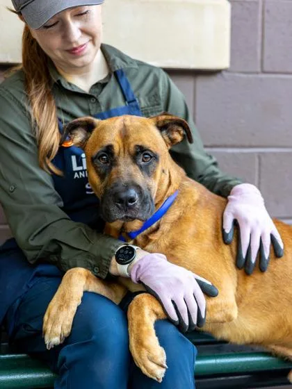An adult large-sized male Mixed Breed dog named Titus for adoption in Chamblee, GA