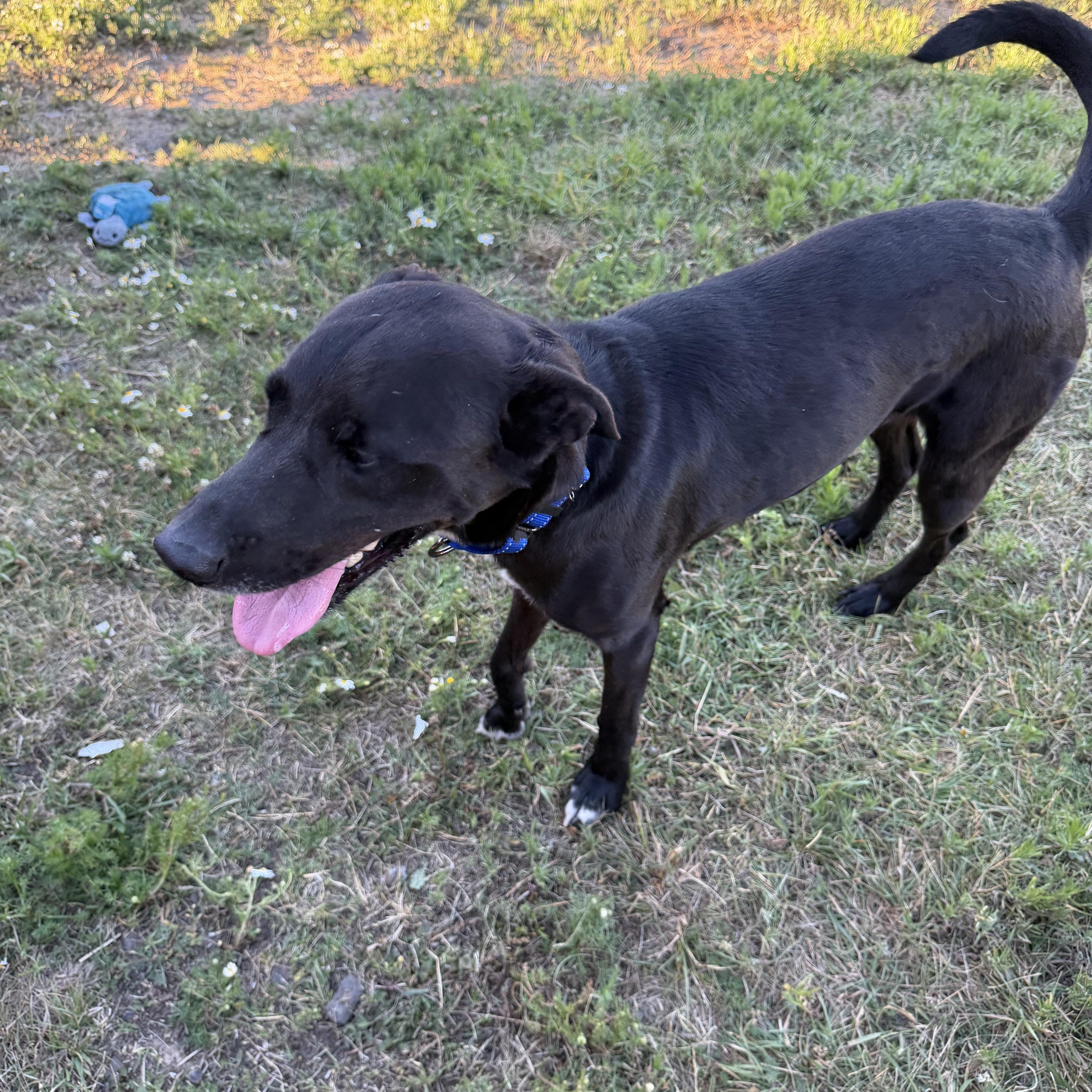 A baby medium-sized male Black Labrador Retriever dog named Thumper for adoption in Plummer, ID
