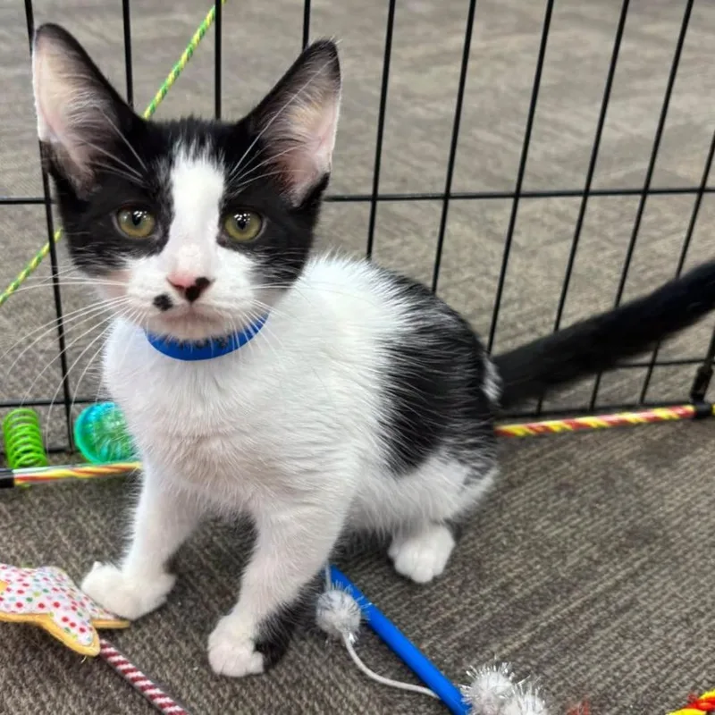 A baby small-sized male Black Domestic Short Hair cat named Troy for adoption in Hamburg, NY
