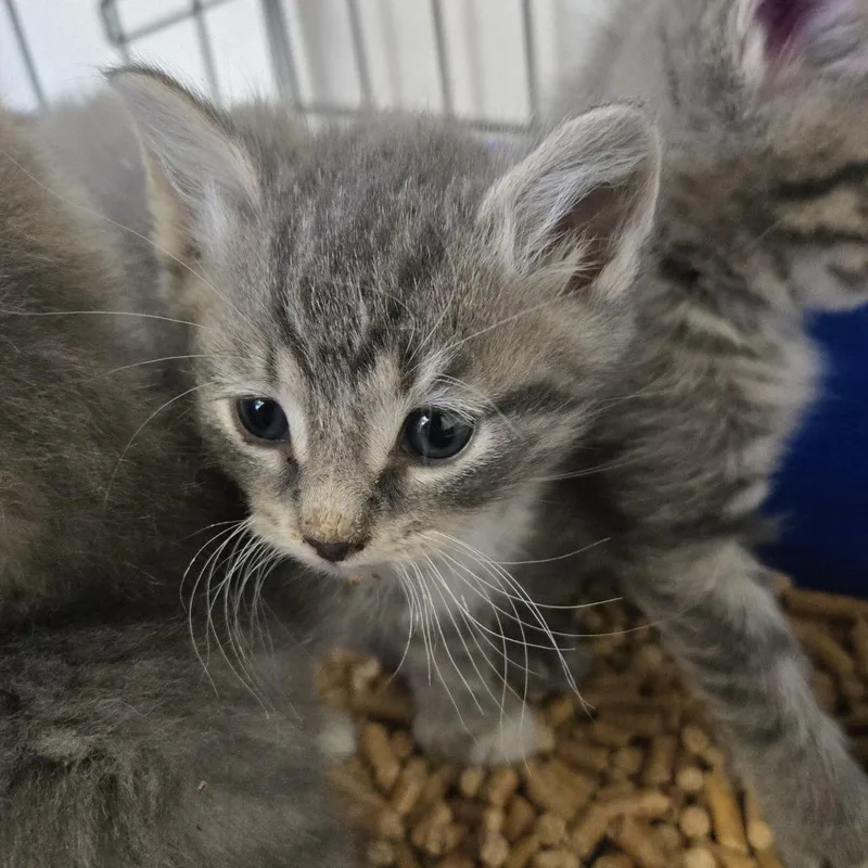 A baby small-sized male Gray / Blue / Silver Domestic Medium Hair cat named Leaf for adoption in Tawas City, MI
